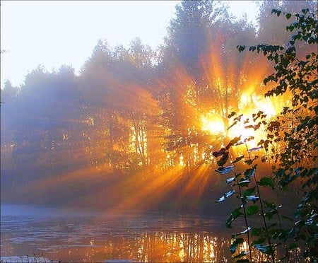 Flash of evening - trees, sunset, water, mist, lake, gold, light, flash