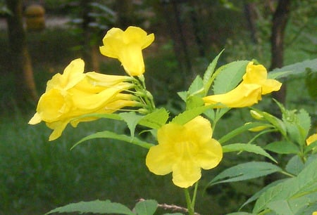 Yellow flowers - nature, flowers, yellow