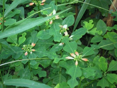 tiny flowers - nature, tiny, flowers