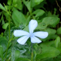 Sky blue flower