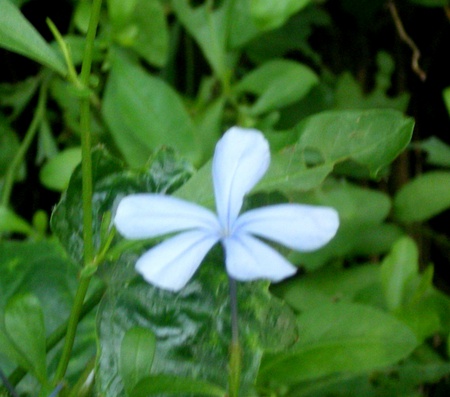 Sky blue flower - flower, sky blue, nature