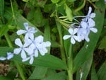 Sky blue flowers