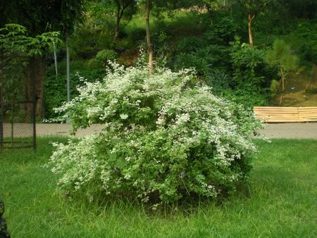 Flowering plant - flowers, flowering plant, nature