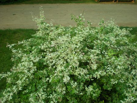 flowering plant - flowers, flowering plant, nature