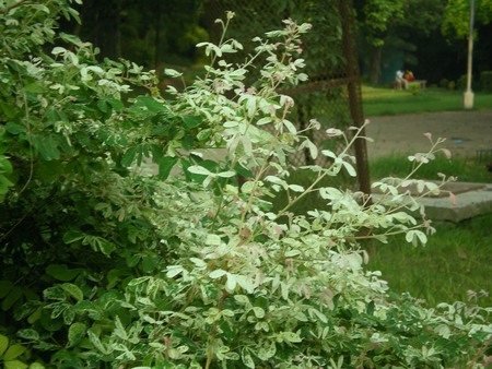 Flowering plant - flowers, flowering plant, nature