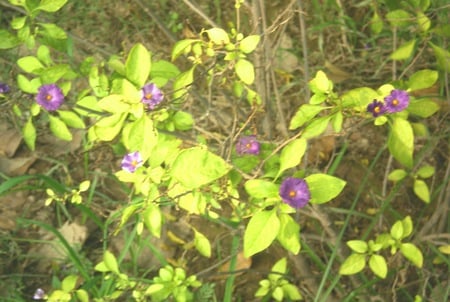 Beautiful tiny flowers - nature, beautiful tiny, flowers