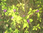 Beautiful tiny flowers