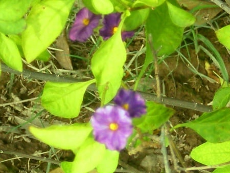 purple flowers - nature, purple, flowers