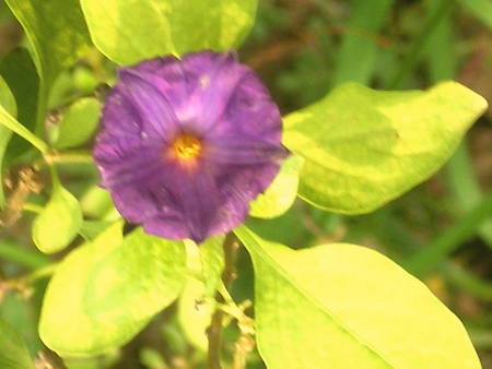 Purple flower - nature, purple, flowers, flower