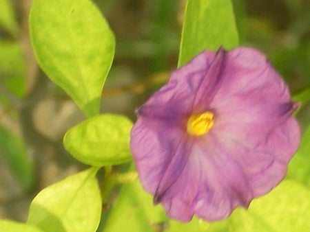 Tiny flower - nature, tiny, flowers, flower