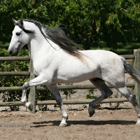 Grey Andalusian 1