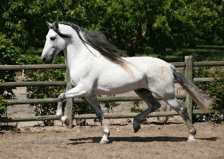 Grey Andalusian 1 - spanish, grey, horses, andalusian