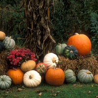 Gourds