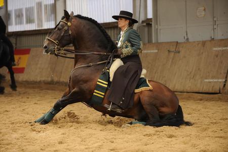 Good Manners - spanish, horses, dark bay, bay, andalusian