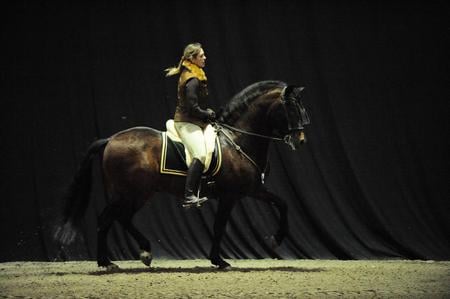 Elegance - horses, spanish, andalusian, bay, dark bay