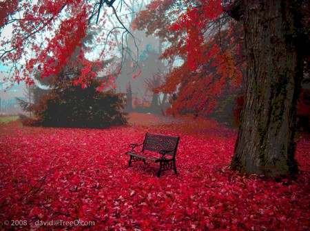 Red Autum - park, leaf, bench, forest, bank, red, leaves, tree, autum