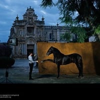 Black Andalusian in La Cartuja