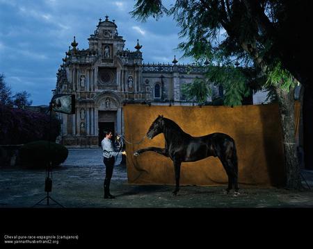 Black Andalusian in La Cartuja - black, spanish, jerez de la frontera, la cartuja, horses, spain, andalucia, andalusian