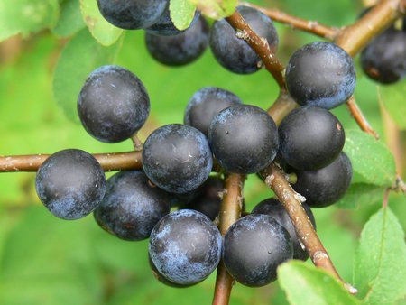 sloe - plant, autumn, fruits, fruit