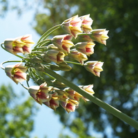 Canterberry Bells
