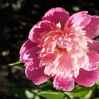 The Lonely Peony