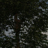 The Coon In The Tree