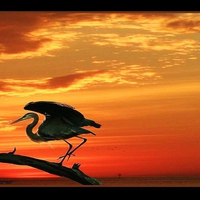 Heron and the sunset sky