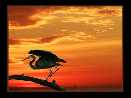 Heron and the sunset sky - clouds, heron, branch, sunset, red, orange, sky