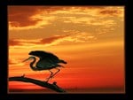 Heron and the sunset sky