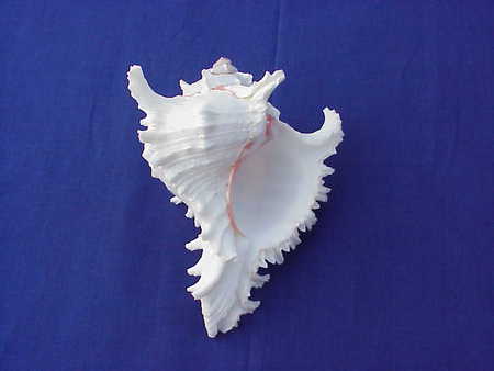 Frilly Shell - frill, shell, sea, beautiful