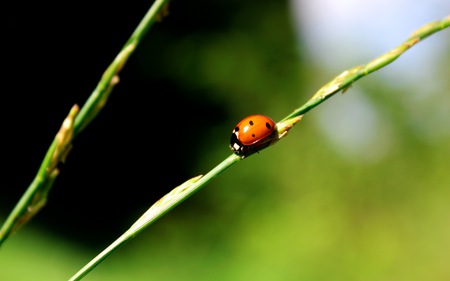 Lonesome Ladybug - animal, stalk, ladybug, insect, grass