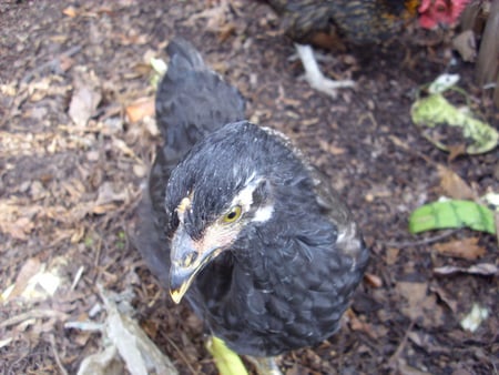 My baby chick - black, white, chicken, baby chicken, farm