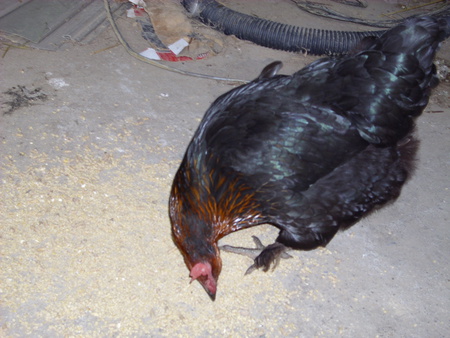 Bellina Eating - farm, small, black, hen