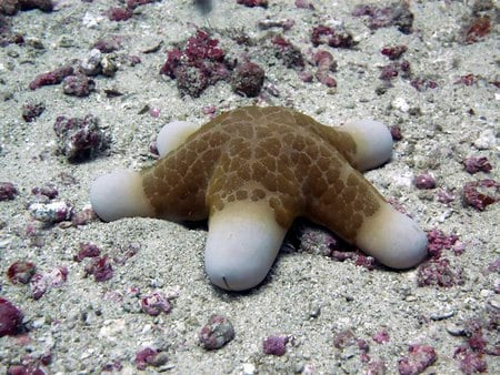 Star Fish - large, star fish, sand, underwater