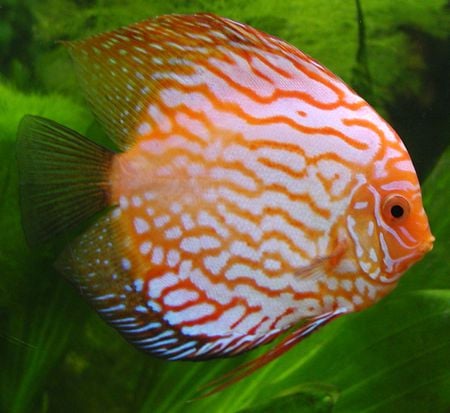 Discuc - white, round, orange strips, fish, plants