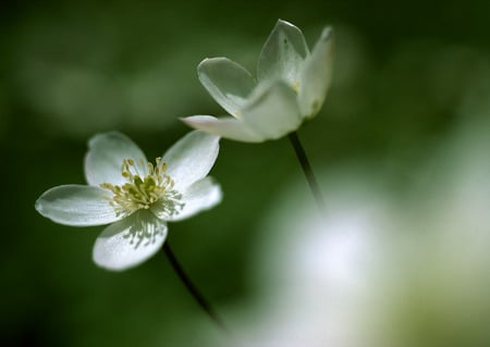 white flowers - white, nature, beauty, flower