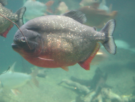 Red Bellied Piranha - predator, dangerous, river, piranha, red bellied