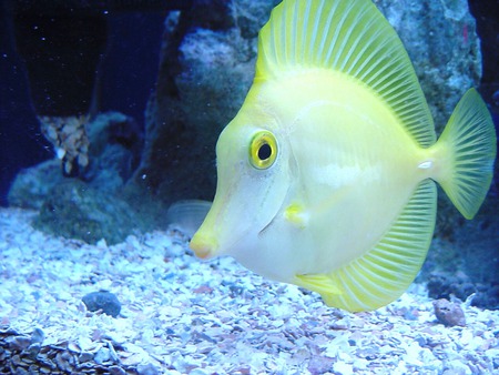 Tropical - yellow, tropical, sea, bottom, fish