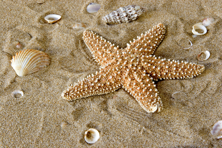 Starfish - starfish, shells, shore, sand