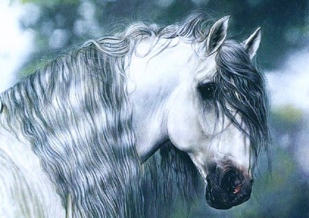 Stallion grey