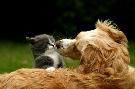 Pals - grey white cat, trees, cat, golden retreiver, dog, field, kitten