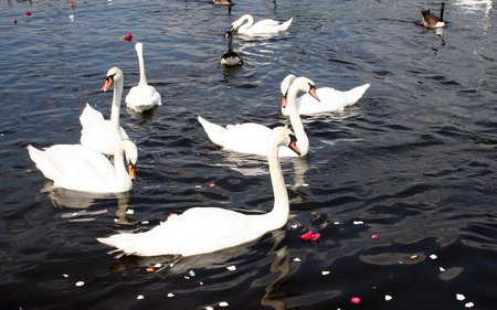 Swans - pretty, water, beauty, beautiful, lake, white, swan, roses, petals, lovely, swans, nature, birds