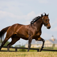 Ghostzapper The Thoroughbred