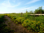 country path thru a field