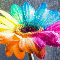 rainbow flower