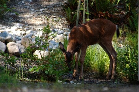 Fawn Wanting a Drink - animal, water, cute, young, nature, thirsty