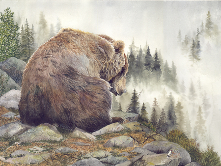 Bear This - bear, site seeing, chubby, high, above, mist, rocks