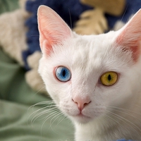 White, Blue and Yellow.