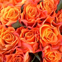 Orange roses