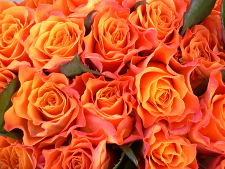 Orange roses - nature, orange, flowers, roses